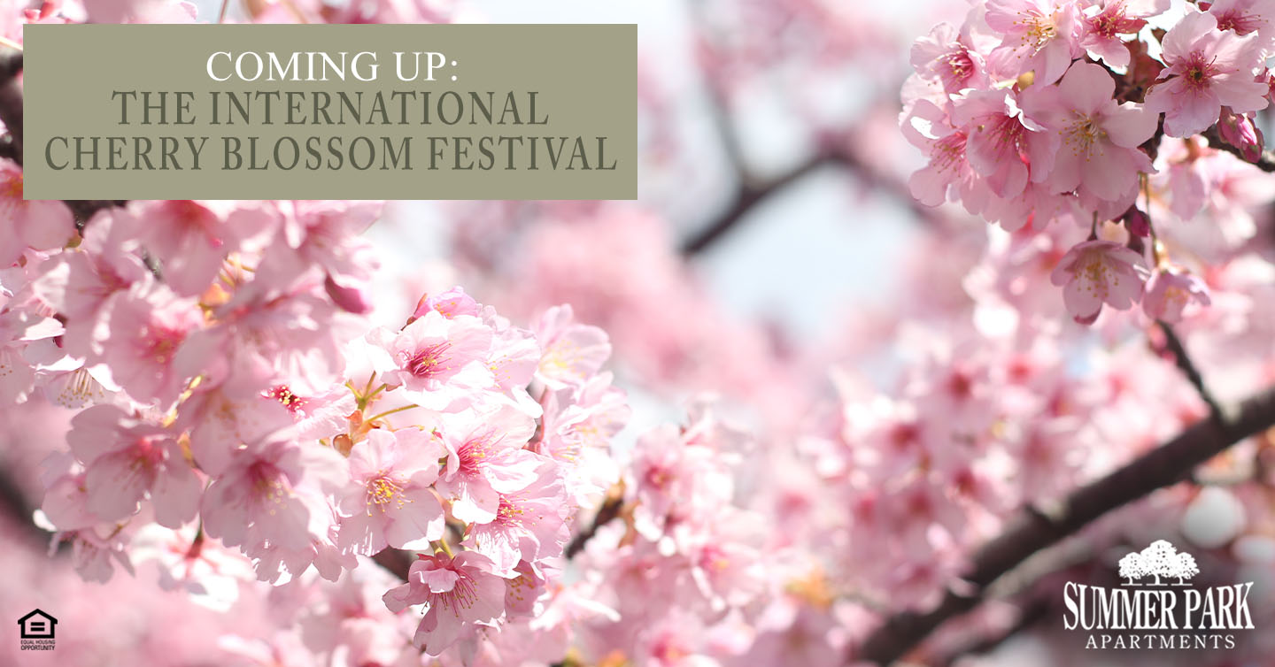 Coming Up: The International Cherry Blossom Festival